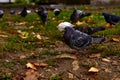 Pigeon walking on wet ground Royalty Free Stock Photo