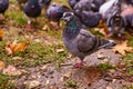 Pigeon walking on wet ground Royalty Free Stock Photo