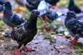 Pigeon walking on wet ground Royalty Free Stock Photo