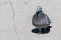 Pigeon walks on a ground in a city park closeup. Gray pigeon portrait photo