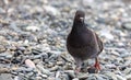 A pigeon walks on a stone pebble by the sea