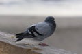 A pigeon on the wall Royalty Free Stock Photo
