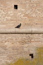 Pigeon on a wall