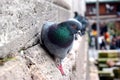 Pigeon Royalty Free Stock Photo