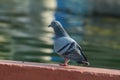 pigeon on wall,red eyes pigeon birds, beautiful pigeon birds on red wall
