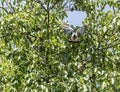 Pigeon in walnut tree