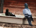 Pigeon watching. Titodi bird bathing in a tub of water