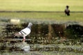 Pigeon on water