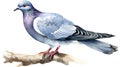 Pigeon. Watercolor illustration on white background. Isolated. Generative AI