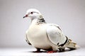 Pigeon on white backgrouned Royalty Free Stock Photo