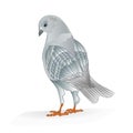 Pigeon white breeding bird domestic breeds sports bird on white background vintage vector animals illustration for design edit