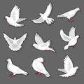 Pigeon or white dove bird in motion on grey background