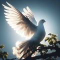 pigeon white flying isolated open wings for background