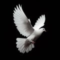 pigeon white flying isolated open wings for background