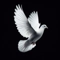 pigeon white flying isolated open wings for background