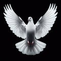 pigeon white flying isolated open wings for background