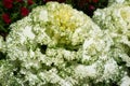 Pigeon White Ornamental Kale