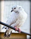 Pigeon Royalty Free Stock Photo