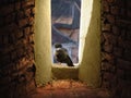 Pigeon in a window Royalty Free Stock Photo