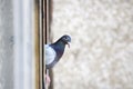 Pigeon on the window. Royalty Free Stock Photo