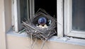 Pigeon in Window Nest with Eggs, Royalty Free Stock Photo