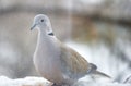 Pigeon at the window in a winter day Royalty Free Stock Photo