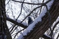pigeon wintering in the park in winter