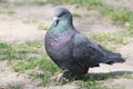 Pigeon