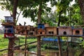 Pigeon's nest in rural Bokoharjo,Sleman.