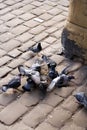 Pigeons