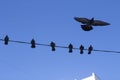 Pigeons against blue sky. Birds in city. Flight of pigeons Royalty Free Stock Photo