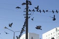 Pigeons against blue sky. Birds in city. Flight of pigeons Royalty Free Stock Photo