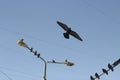 Pigeons against blue sky. Birds in city. Flight of pigeons Royalty Free Stock Photo