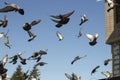 Pigeons against blue sky. Birds in city. Flight of pigeons Royalty Free Stock Photo