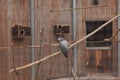 Pigeons in the aviary of the zoo in the city