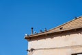 Pigeons bask in the sun on the roof of an old house. Royalty Free Stock Photo