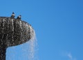 Pigeons bathe in the fountain. Royalty Free Stock Photo