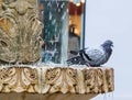 Pigeons bathe in the fountain on the Nicolae Balcrscu street in Sibiu city in Romania Royalty Free Stock Photo