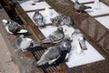 Pigeons bathe in the fountain. Royalty Free Stock Photo