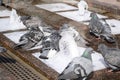 Pigeons bathe in the fountain. Royalty Free Stock Photo