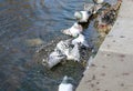 Pigeons bathe in the lake Royalty Free Stock Photo