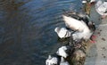 Pigeons bathe in the lake Royalty Free Stock Photo