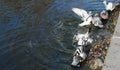 Pigeons bathe in the lake Royalty Free Stock Photo