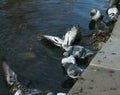 Pigeons bathe in the lake Royalty Free Stock Photo