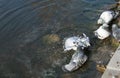 Pigeons bathe in the lake Royalty Free Stock Photo