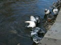 Pigeons bathe in the lake Royalty Free Stock Photo