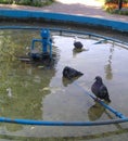 Pigeons bathe in a non-working fountain