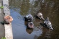 Pigeons bathe in a puddle close-up. Blue doves sit in the water on a summer day Royalty Free Stock Photo