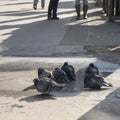 Pigeons Bathe in a Puddle Royalty Free Stock Photo