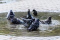 Pigeons bathe in puddles on the road after rain on a sunny day Royalty Free Stock Photo